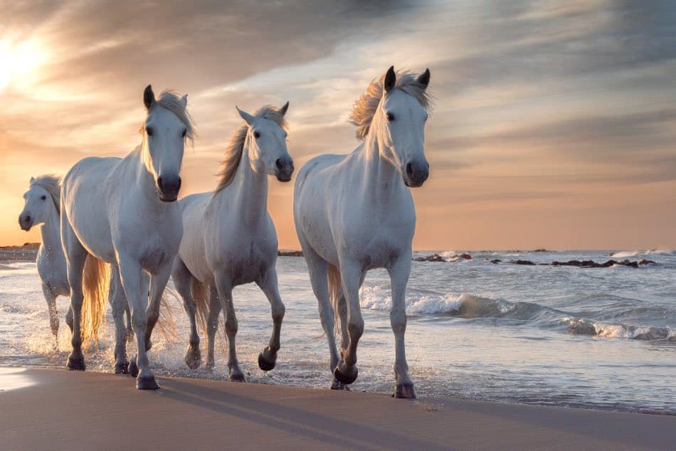 bellissimi cavalli bianchi al galoppo in spiaggia