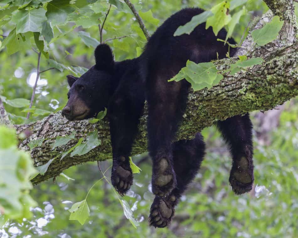 un orso può arrampicarsi su alberi